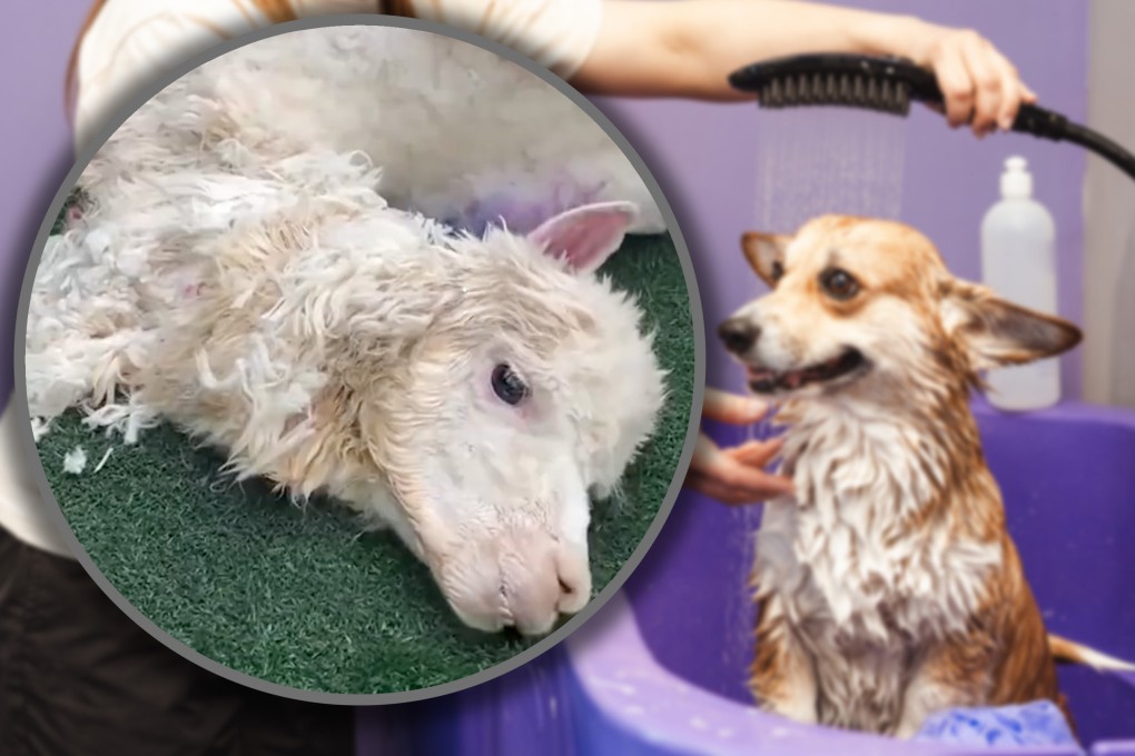A Chinese woman took her pet alpaca to a pet shop for grooming, but due to the negligence of an employee the animal’s fur was not properly dried, leading to its death from hypothermia. Photo: SCMP composite/Shutterstock/Douyin