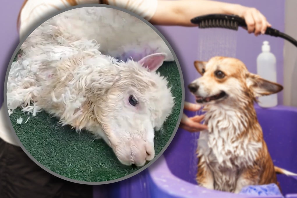 A Chinese woman took her pet alpaca to a pet shop for grooming, but due to the negligence of an employee the animal’s fur was not properly dried, leading to its death from hypothermia. Photo: SCMP composite/Shutterstock/Douyin