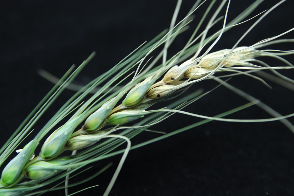 A Fusarium graminearum infection on wheat heads spreads from one flower to another. Photo: Shutterstock