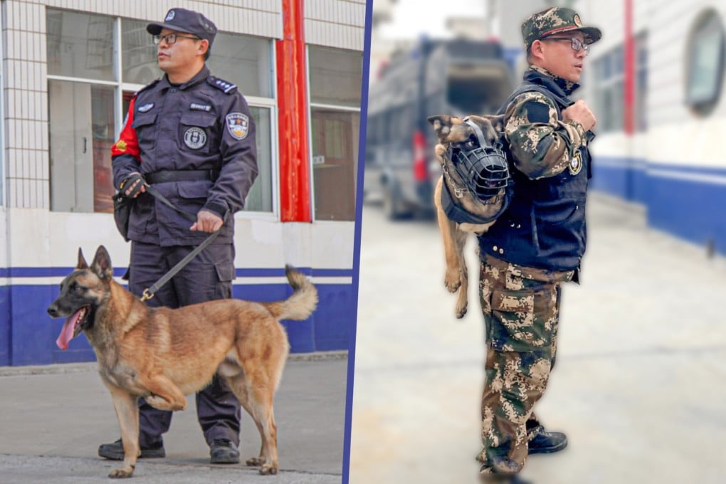 A puppy born with three legs that was recommended for euthanasia by veterinarians has become a specialist police dog in China. Photo: SCMP composite/CCTV