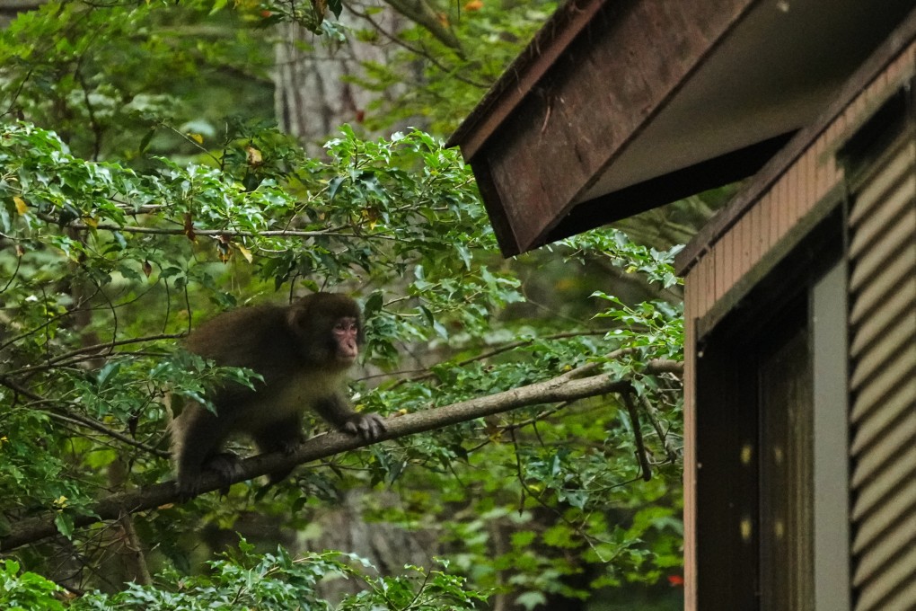 A monkey moves towards the roof of a house in Azumino, central Japan, last month. Photo: AP