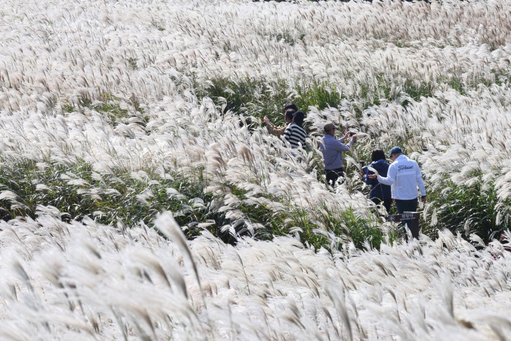 Tourists stroll through a field of silver grass on Jeju Island, South Korea. Photo: EPA/Yonhap