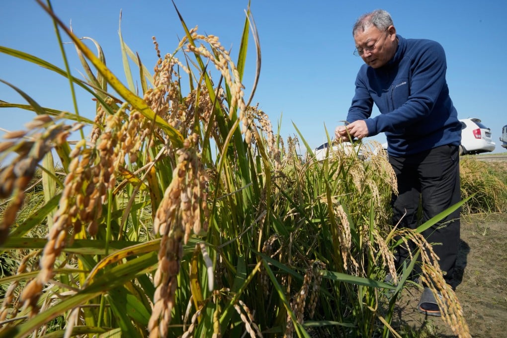 Hwang Seong-yeol, a South Korean rice farmer, inspects crops damaged by a fungal disease that spread during an abnormally rainy autumn at his rice paddy in Seosan, South Korea. Photo: AP
