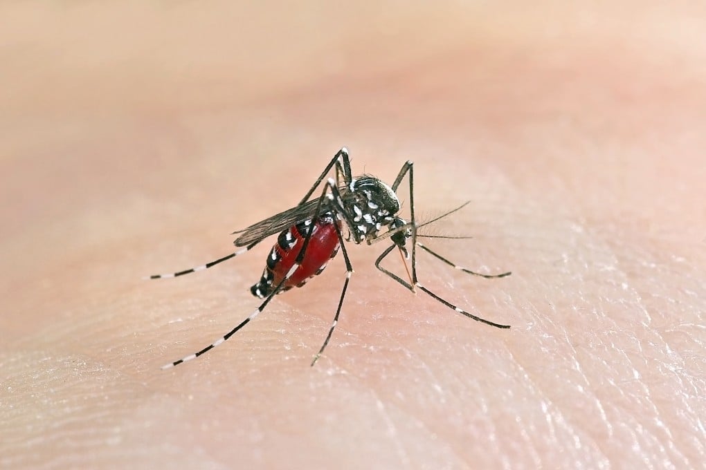 Hong Kong may have silent chains of chikungunya fever transmission in the community, a leading infectious disease expert has warned. Photo: Shutterstock