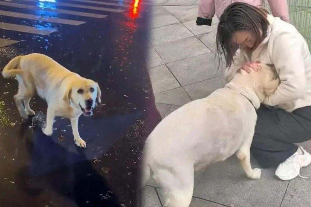 A Labrador in China which wandered off in August has been found in November, 1,500 kilometers away from home. Photo: SCMP composite/163.com