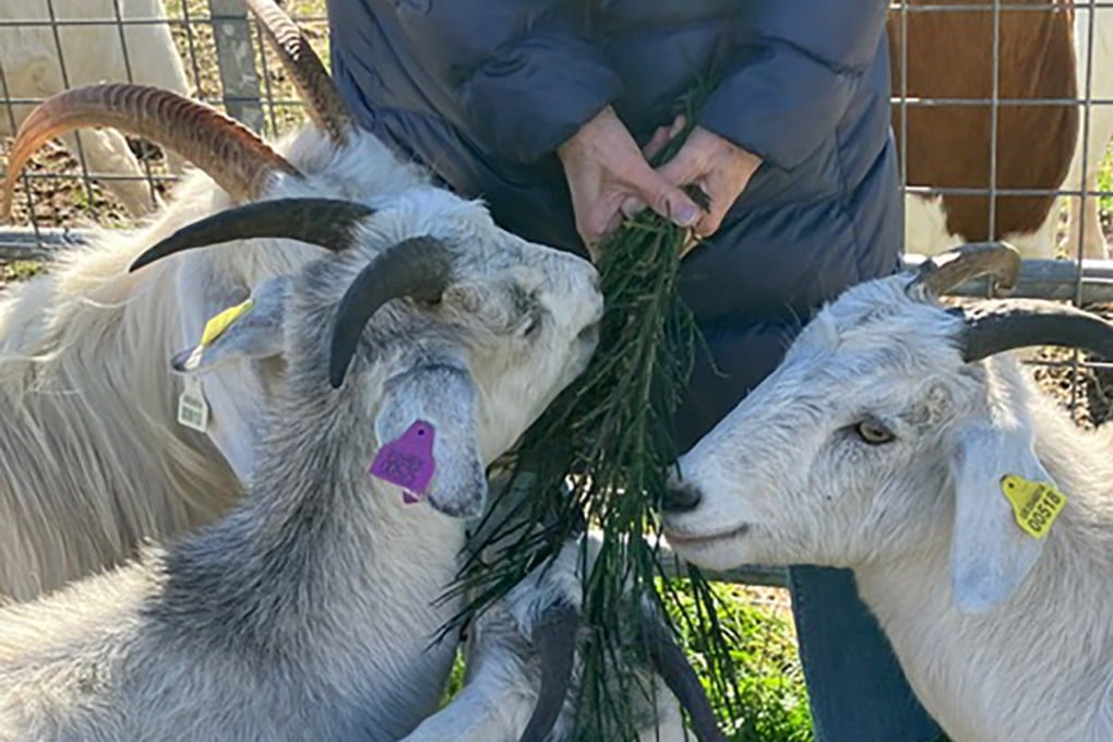 Cashmere goats are fed at Lunan Bay Farm in Angus, Scotland, which has the largest remaining farmed herd of cashmere in the UK and is the only farm of its kind in Scotland. Photo: TNS