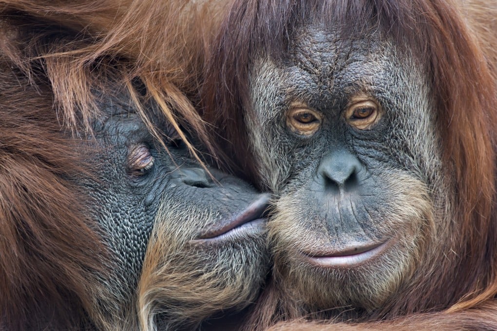 Humans, chimpanzees, bonobos, orangutans and gorillas all kiss, which strongly suggests the habit was inherited from a shared ancestor. Photo: Shutterstock