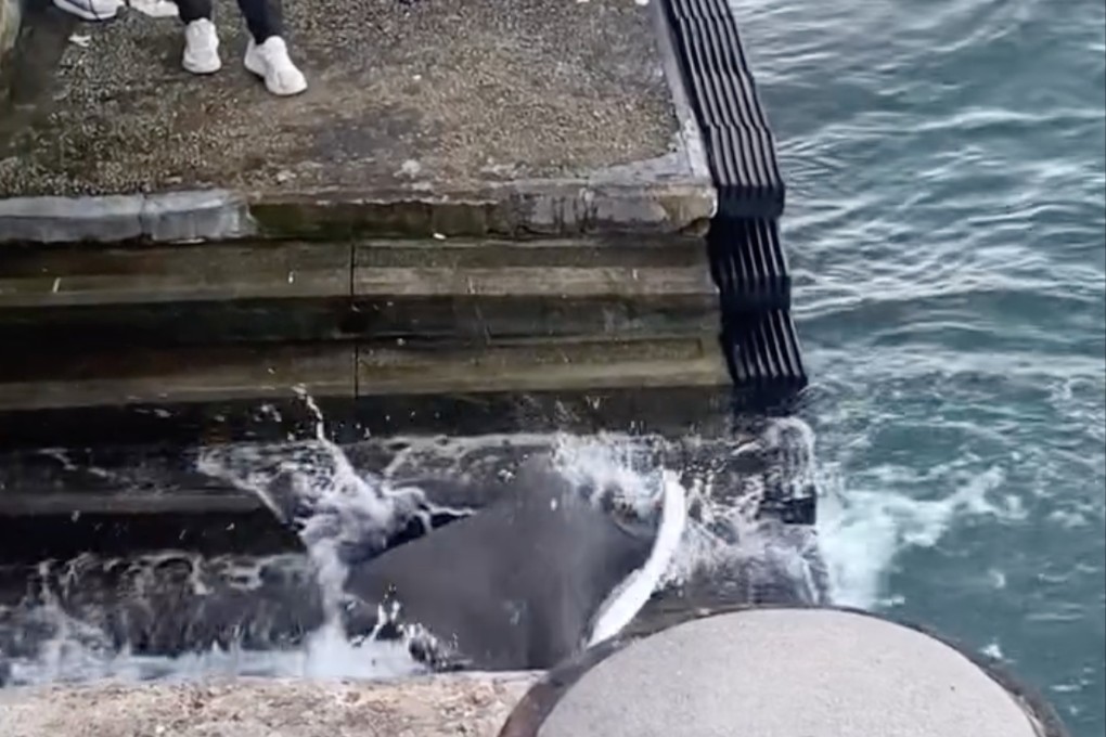 The eagle ray fished from Hong Kong’s Victoria Harbour earlier this month is an endangered species. Photo: Handout