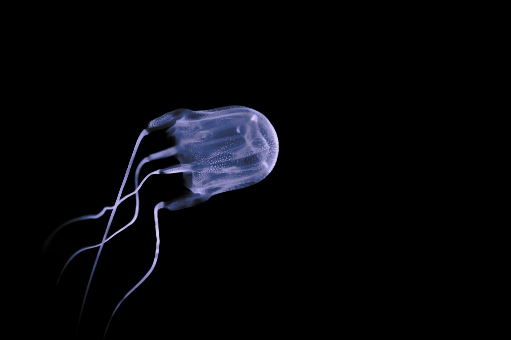 Box jellyfish are among the most poisonous marine life, with venom delivered by contact with their tentacles. Photo: Shutterstock