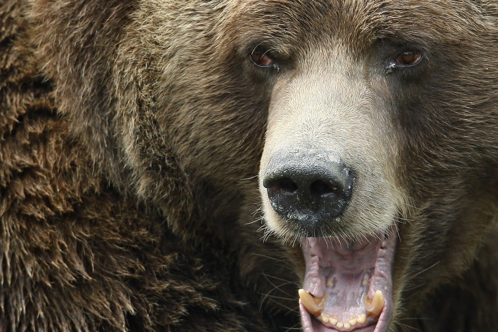 A grizzly bear growls at the St-Felicien Wildlife Zoo in Quebec. Photo: Reuters