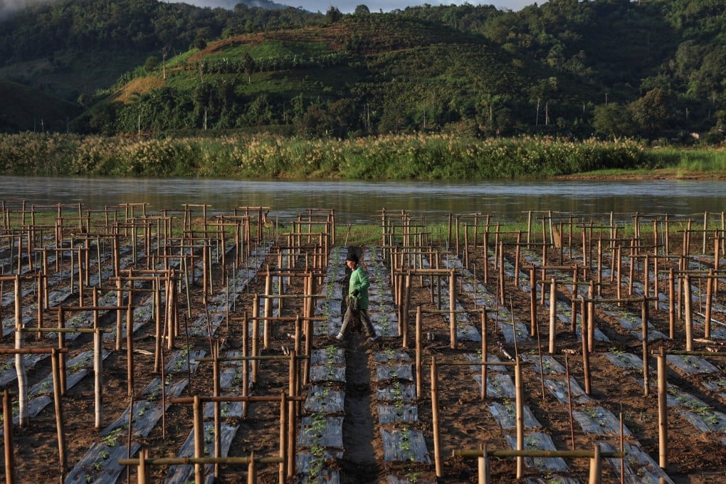 Tip Kamlue works in her fields on the banks of the Kok River, where she irrigates her crops with groundwater instead of the Kok’s water. Photo: Reuters