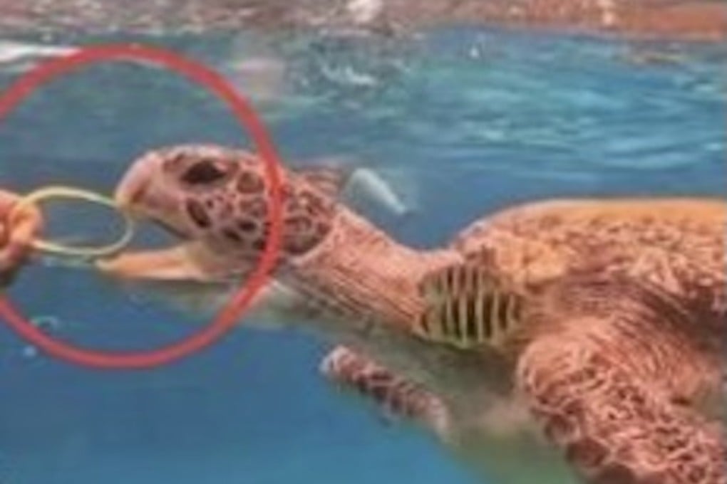 A sea turtle at a park in Thailand was fed a plastic wristband by a visitor, prompting park authorities to launch an investigation. Photo: Facebook/Mu Ko Similan National Park