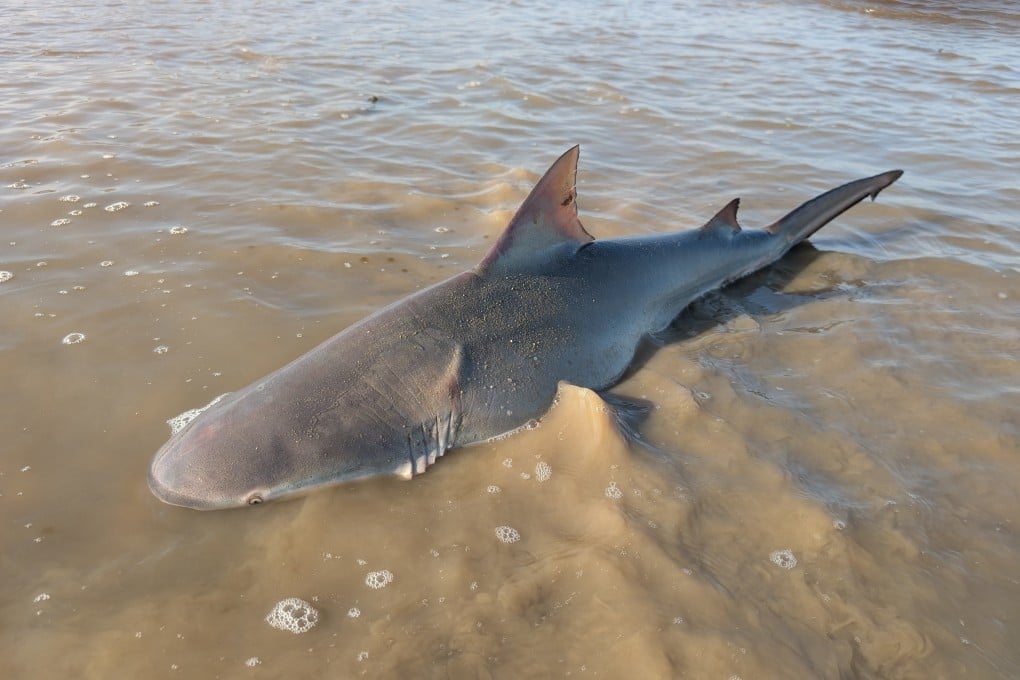 The one-metre-long juvenile bull shark found stranded on the mud flats of Pak Nei, Hong Kong. Photo: Swire Institute of Marine Science