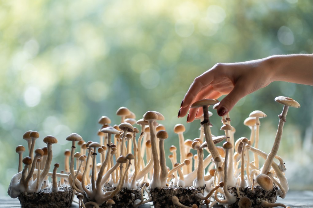 Recent research suggests psilocybin, the psychedelic found in magic mushrooms, could prolong life by improving mental health, reducing oxidative stress and improving DNA repair responses. Photo: Shutterstock