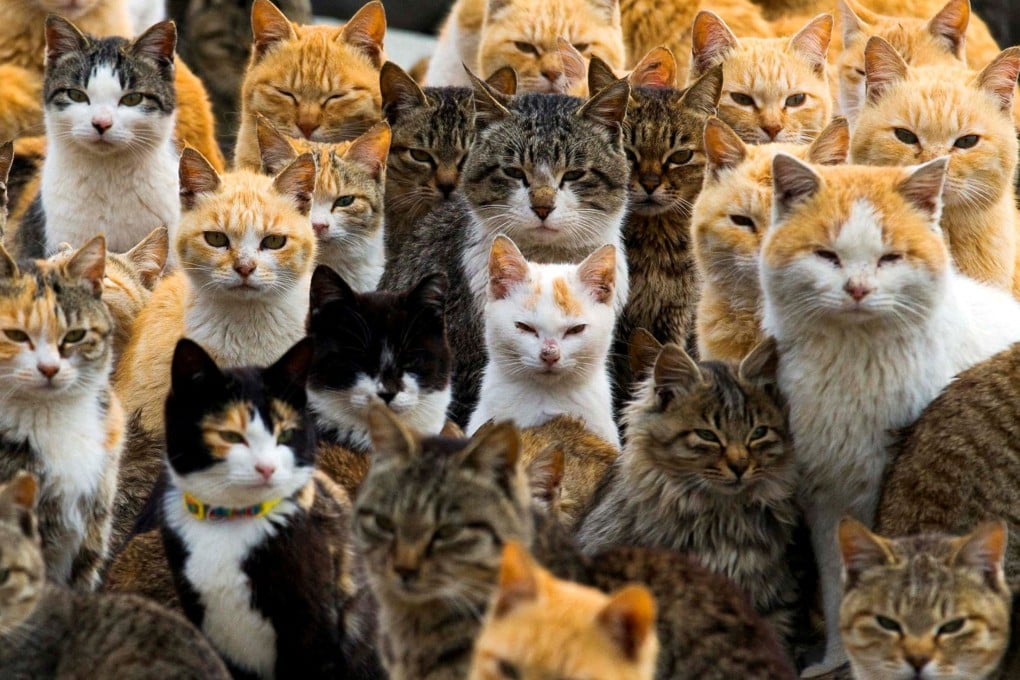 Despite cats’ popularity as pets, the history of their domestication has remained difficult for scientists to decipher. Photo: Reuters