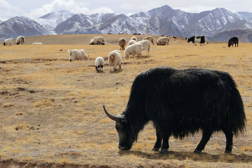 Team behind the study has spent years collecting more than 5,000 faecal samples from six herbivores native to the Qinghai-Tibet Plateau, including yaks and Tibetan sheep. Photo: AFP