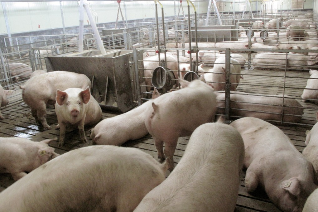 Billions of animals, including pigs, are reared and eaten around the world each year. Photo: Reuters