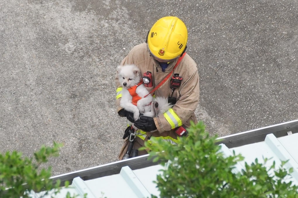 A pet is rescued by a firefighter at Wang Fuk Court on Thursday. Photo: Eugene Lee