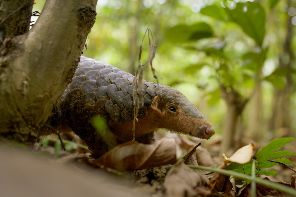 A Chinese pangolin is seen in a still from China’s Wild Guangdong. The critically endangered pangolin is the world’s most trafficked animal, thanks not least to the demands of traditional Chinese medicine, but the new series, co-produced by the BBC and Guangdong Radio and Television, makes little mention of its perilous position. Photo: BBC Studios