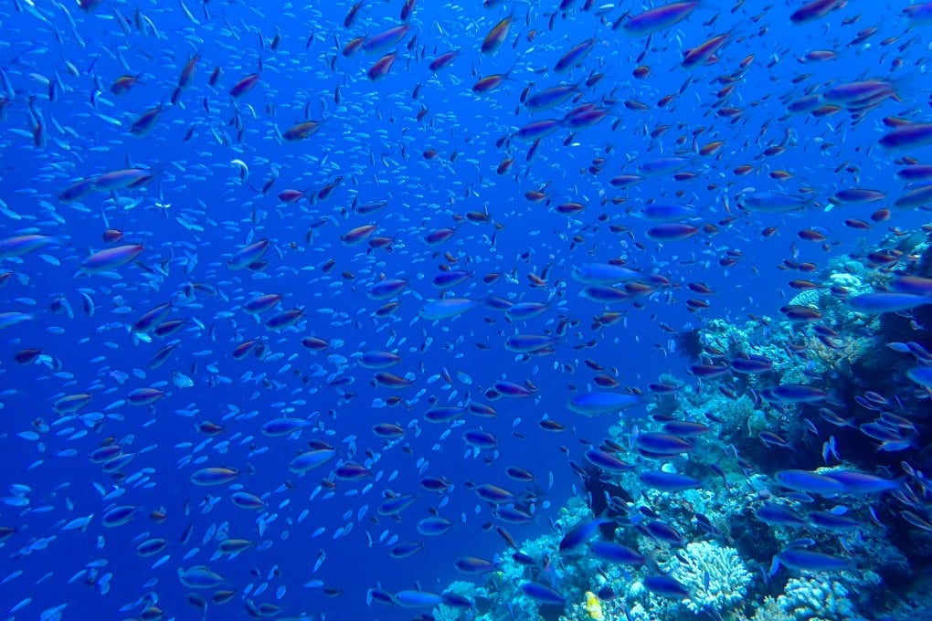 An executive order signed by US President Donald Trump allows American private companies to pursue deep-sea mining in areas beyond US jurisdiction without prior approval from the United Nations. Photo: Xinhua