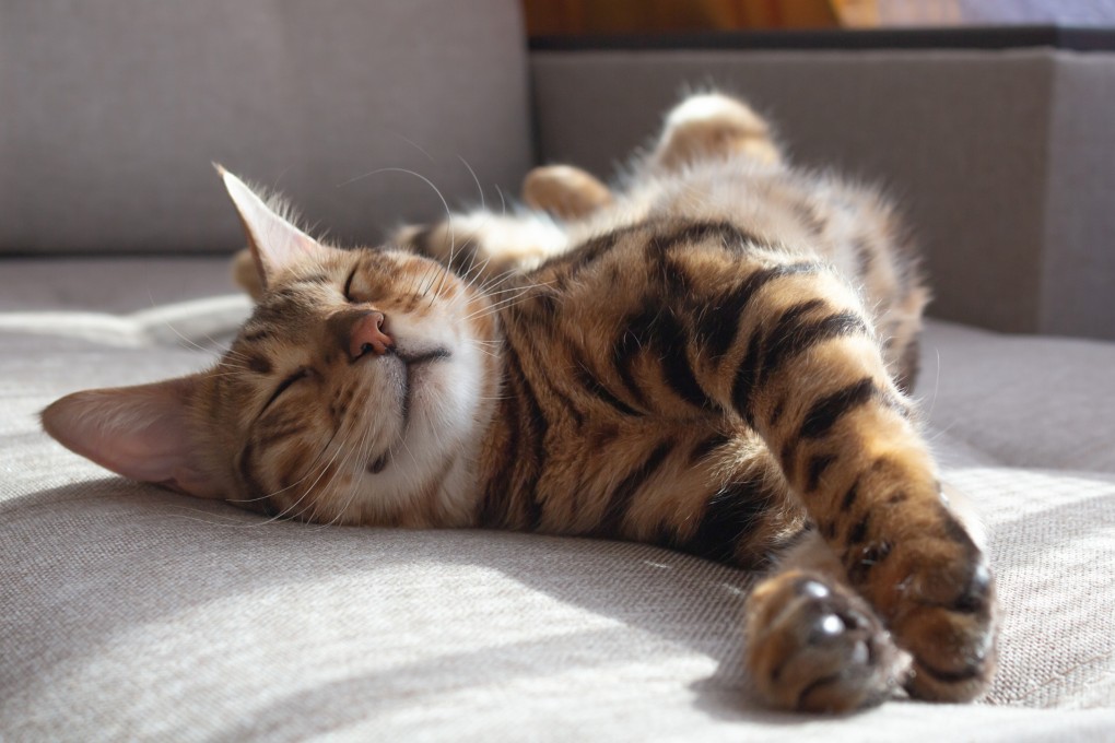 Scientists have traced the earliest presence of domestic cats in homes of the Chinese elite back to the Tang dynasty. Photo: Shutterstock