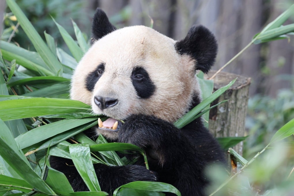 Giant panda Yuan Meng was born in France and now lives in Chengdu. The new 10-year loan agreement will send two giant pandas from China to France in 2027. Photo: Reuters