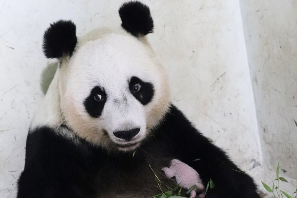 Hu Chun holding her newborn cub. Photo: Taman Safari Indonesia via AP