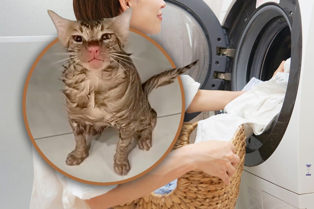 A pet cat in China has survived being trapped in a running washing machine after its owner started the cycle not knowing it was inside. Photo: Shutterstock/Douyin