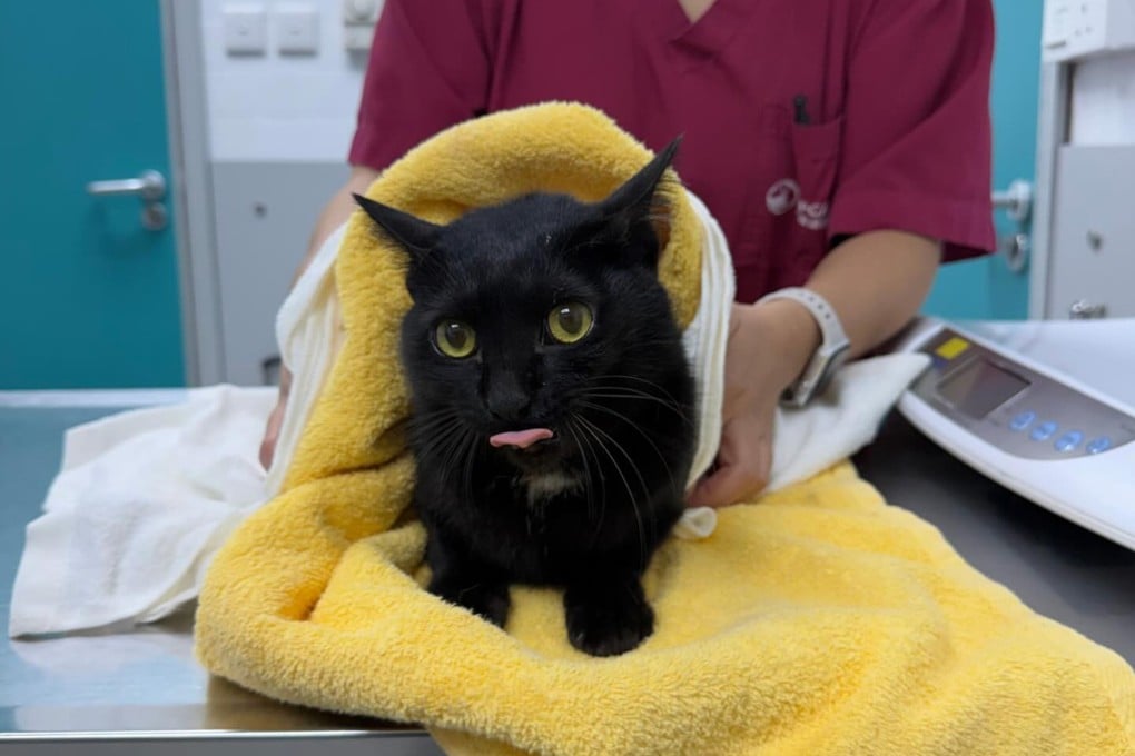 Little Black was taken to the SPCA for a check-up and later reunited with its owner, who had adopted the feline from the charity eight years ago. Photo: Handout