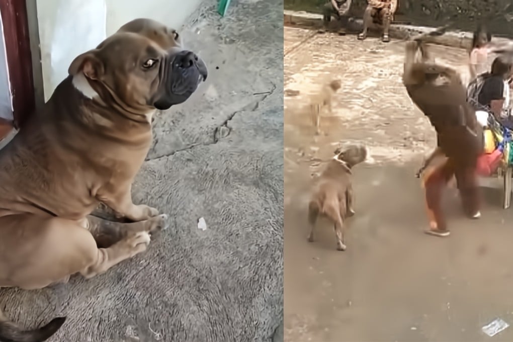 A photo of Axle circulating on social media (left) and a screenshot from the viral video showing the moments before the dog was fatally beaten in Sadanga, Mountain Province. Photos: Handout
