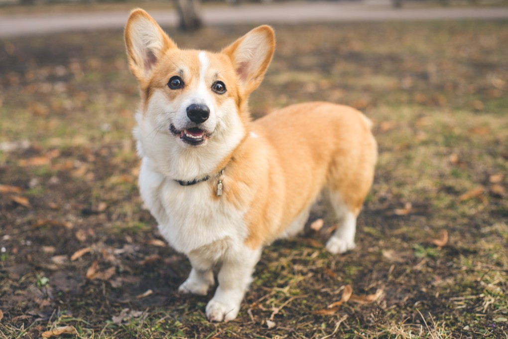 The judge also found insufficient evidence showing that the corgi had barked at the victim. Photo: Shutterstock