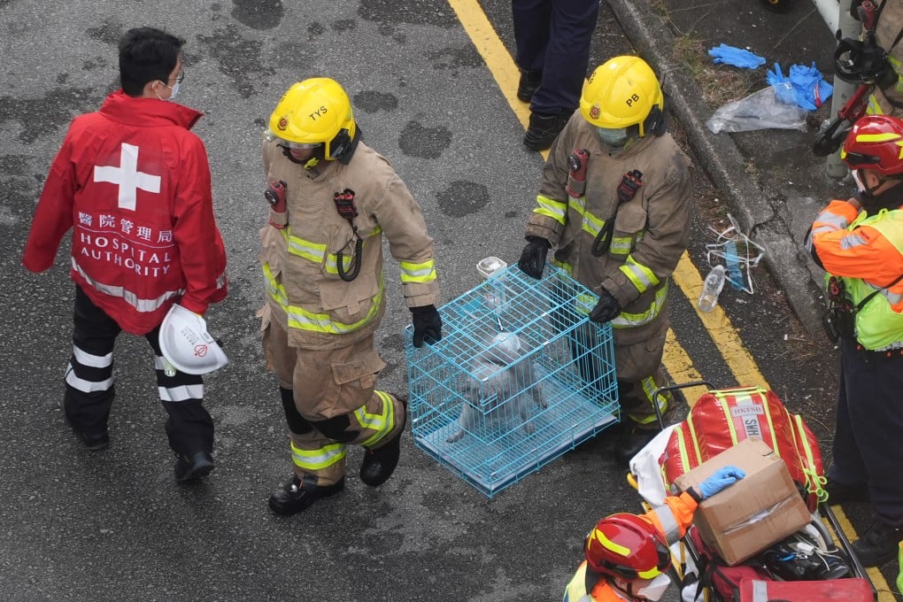 Pets are rescued by firefighters as four buildings are still engulfed in flames at Wang Fuk Court in Tai Po on November 27, a day after the fire broke out. Photo: Eugene Lee