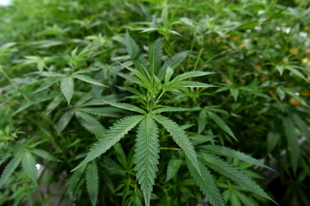 Dozens of US states already have legal medical marijuana programmes, and many also have approved its recreational use. Photo: TNS