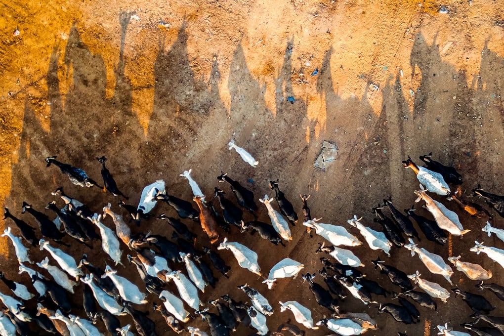 The owner of the 600 goats has struggled to find new land for the herd. Photo: Eugene Lee