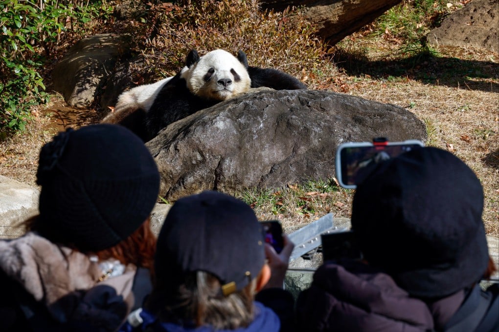 Visitors take pictures of giant panda Xiao Xiao at Ueno Zoo in Tokyo. Photo: EPA