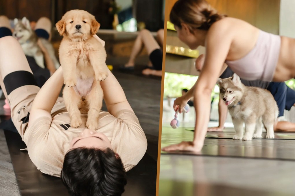 A puppy yoga studio in Bangkok offers visitors comfort and stress relief for US$60 for each one-hour session. Photo: RedNote