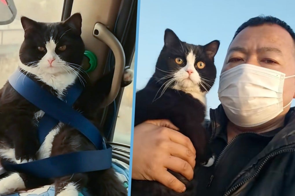 An eight-month-old cat who rides with his truck driver owner has gone viral, delighting online viewers with his habit of holding the handrail at the front window. Photo: Douyin