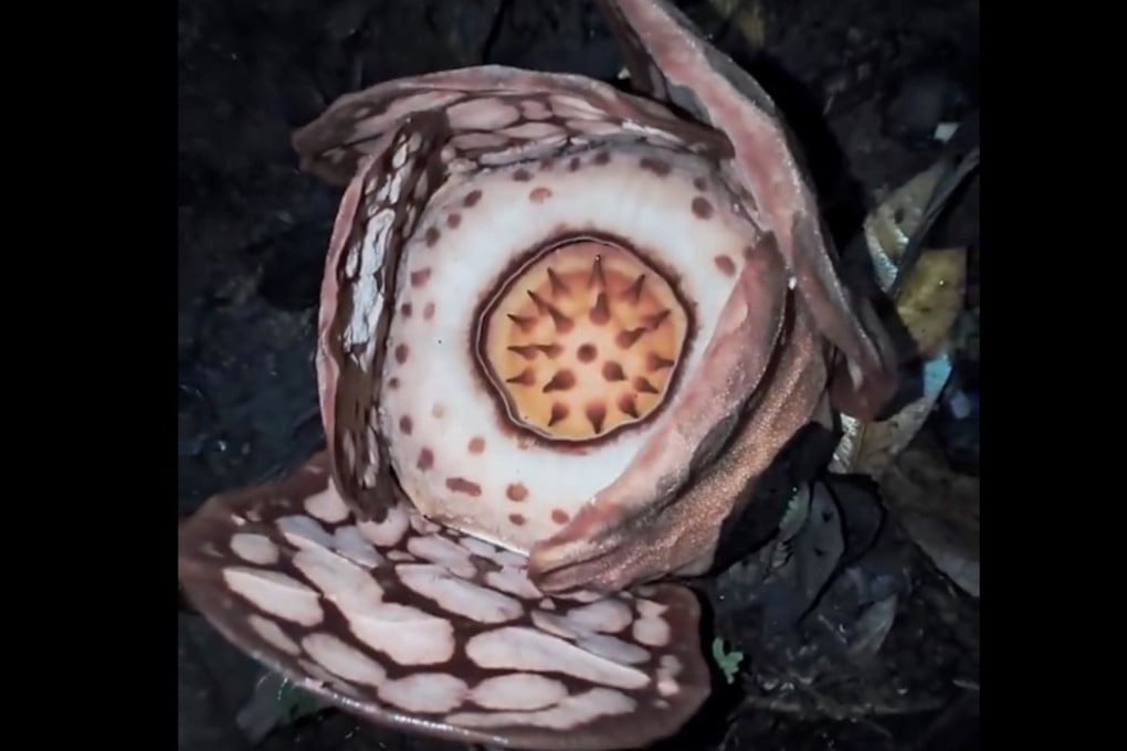 A close-up of the rare Rafflesia flower rediscovered in West Sumatra last month by flower-hunter Septian Andriki, a team led by researcher Joko Witono, Oxford scientist Chris Thorogood and local guide Iswandi. Photo: X/Chris Thorogood