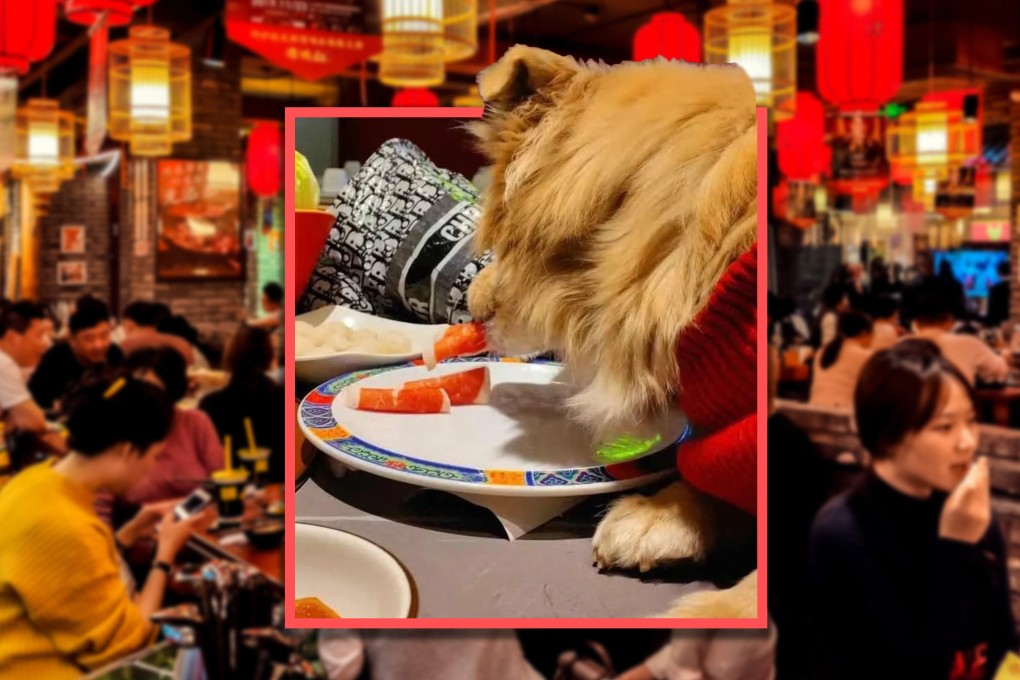 A woman filmed her dog eating raw mutton from a plate at a popular Beijing hotpot restaurant, prompting the eatery to close for three days for sterilisation. Photo: Shutterstock/RedNote