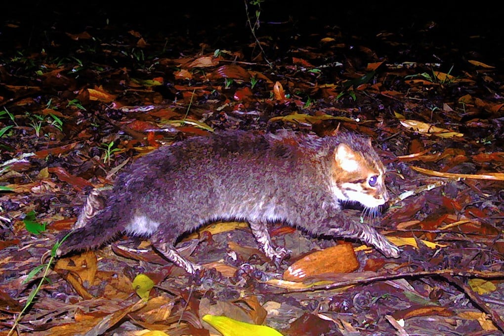 A recently rediscovered flat-headed cat in southern Thailand’s Princess Sirindhorn Wildlife Sanctuary.  Photo: Thailand’s Department of National Parks, Wildlife and Plant Conservation /AFP