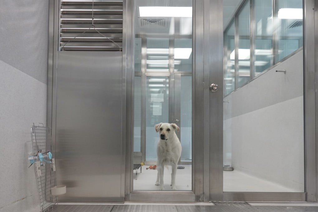 There has been an increase in applications to import pets after the city cut the quarantine period from the mainland. Photo: Karma Lo