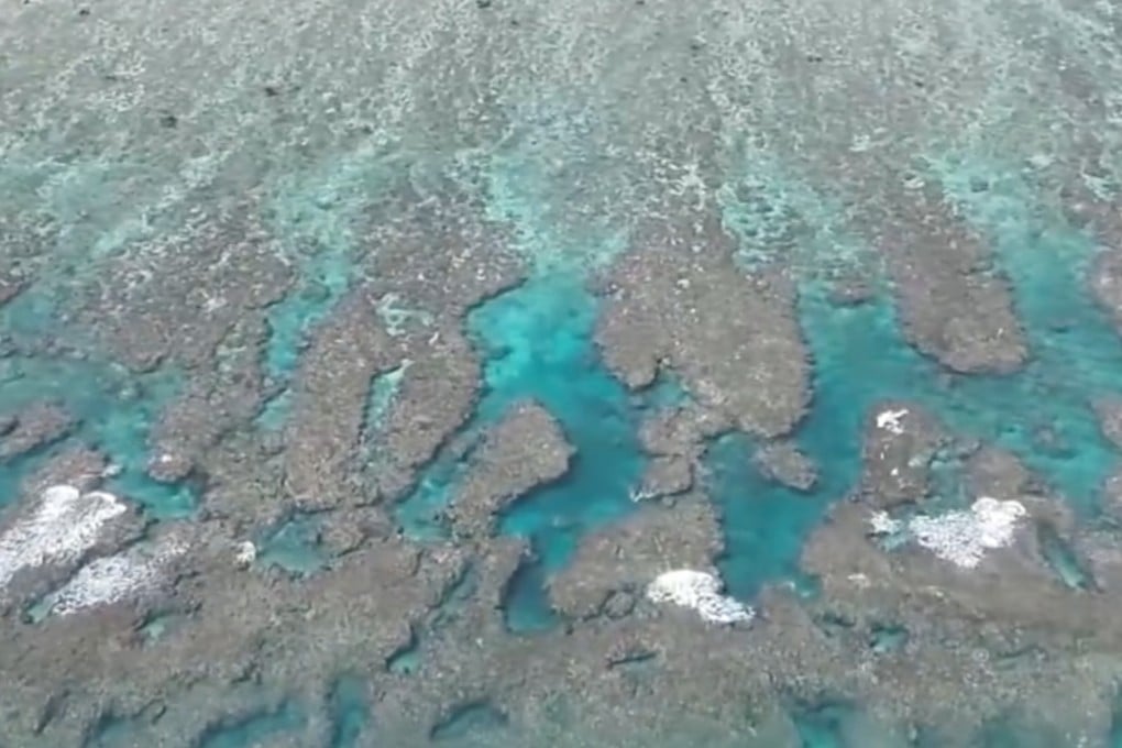 The report said 135 different species of coral were found at the reef. Photo: CCTV