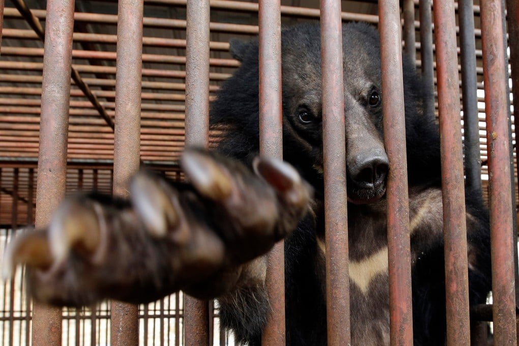 A bear looks out from a cage at a bear farm in Dangjin, South Korea in 2014. Photo: AP