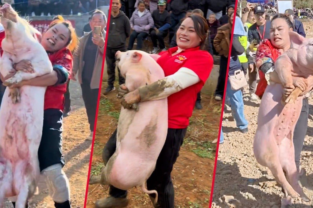 A woman in rural China has won 22 pigs in 26 pig-catching contests over the past year, the heaviest of them weighing in at 73kg. Photo: SCMP composite/Douyin