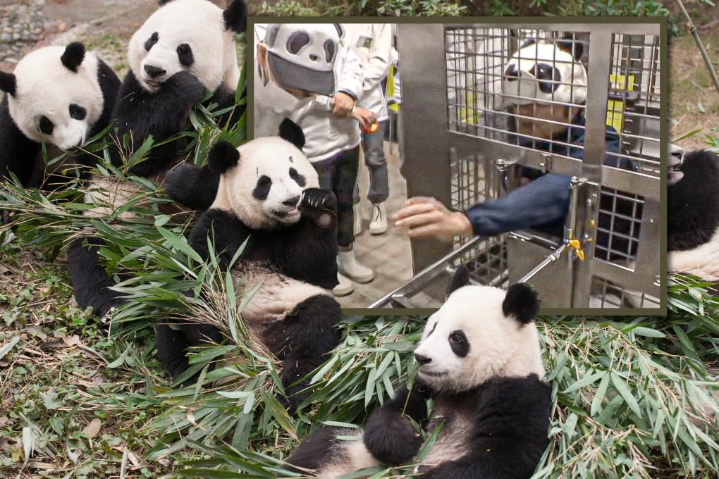 Staff at a zoo in Japan are mimicking pandas after four of the animals were returned to China in June. Photo: SCMP composite/Shutterstock/YouTube