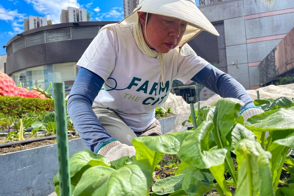 Lai Yee-man is one of many elderly people participating in Farm the City’s Metroplaza rooftop farm. Photo: Cindy Sui