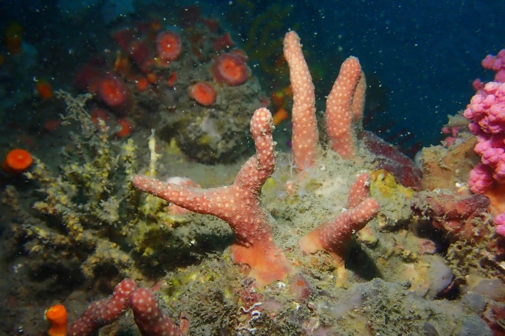One of the two new soft coral species, Parasphaerasclera dimorpha, discovered by marine scientists at Baptist University. Photo: Handout