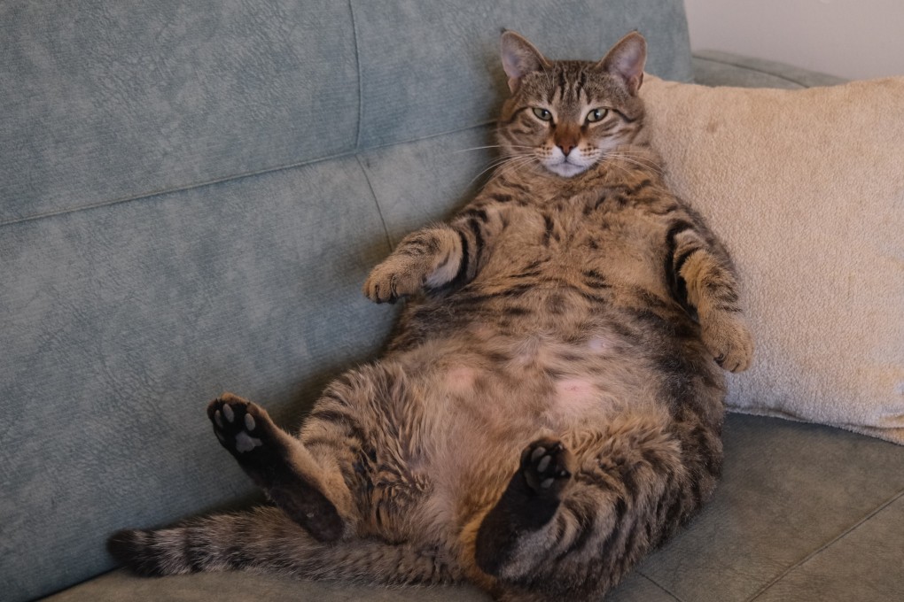 Obat Baru Atasi Obesitas Kucing dengan Teknologi Hormonal Modern