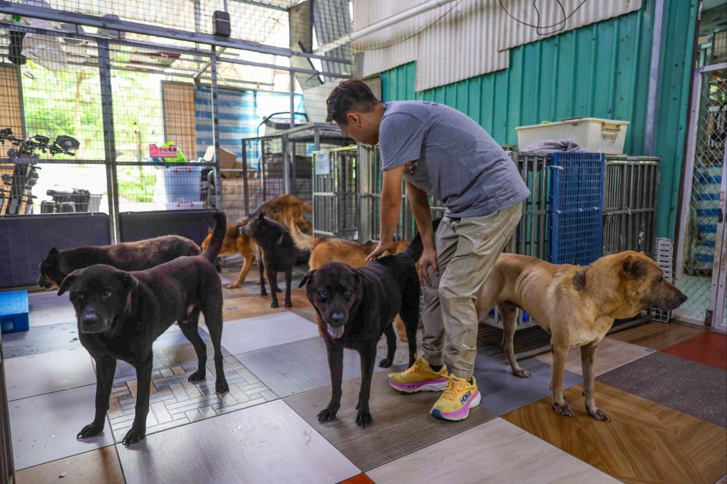 Animal rescuers warn that illegal trapping and pet smuggling are becoming alarmingly common in Hong Kong, with an average of two animals saved daily. Photo: Edmond So