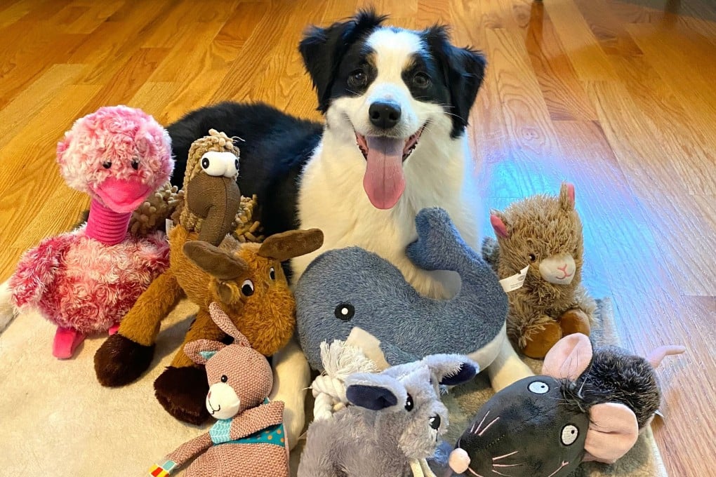 A dog named Mugsy in Massachusetts has learned the names of many of her toys. Photo: Francine Hannan/Shany Dror via AP